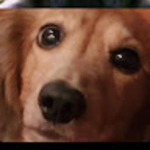 Meet your Posher, Thomas